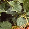 Viburnum opulus, fruit