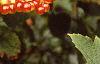 Viburnum opulus, fruit