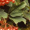 Viburnum opulus, fruit