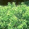Viburnum opulus 'Aureum', habit