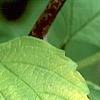 Viburnum opulus 'Aureum', leaves