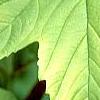 Viburnum opulus 'Aureum', leaves