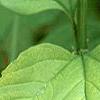 Viburnum opulus 'Aureum', leaves