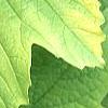 Viburnum opulus 'Aureum', leaves