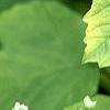 Viburnum opulus 'Aureum', leaves