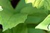Viburnum opulus 'Aureum', leaves