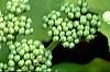 Viburnum opulus 'Aureum', leaves
