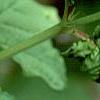 Viburnum opulus 'Aureum', leaves