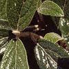 Viburnum x pragense, leaves
