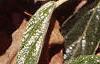 Viburnum x pragense, leaves