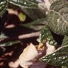 Viburnum x pragense, leaves
