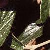 Viburnum x pragense, leaves