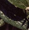 Viburnum x pragense, leaves