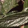 Viburnum x pragense, leaves