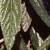 Viburnum x pragense, leaves