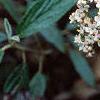 Viburnum x pragense, flowers