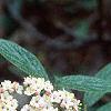 Viburnum x pragense, flowers