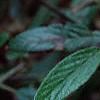 Viburnum x pragense, flowers
