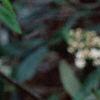 Viburnum x pragense, flowers