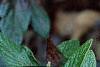 Viburnum x pragense, flowers