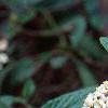 Viburnum x pragense, flowers