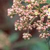 Viburnum x pragense, flowers