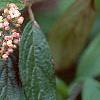 Viburnum x pragense, flowers