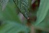Viburnum x pragense, flowers