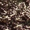 Viburnum plicatum forma plicatum, habit