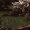 Viburnum plicatum forma plicatum, habit