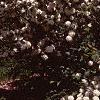 Viburnum plicatum forma plicatum, habit