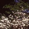 Viburnum plicatum forma plicatum, habit
