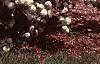 Viburnum plicatum forma plicatum, habit