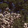 Viburnum plicatum forma plicatum, habit