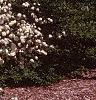 Viburnum plicatum forma plicatum, habit