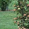 Viburnum plicatum forma tomentosum 'Kern's Pink', habit