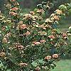 Viburnum plicatum forma tomentosum 'Kern's Pink', habit