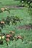 Viburnum plicatum forma tomentosum 'Kern's Pink', habit