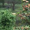 Viburnum plicatum forma tomentosum 'Kern's Pink', habit