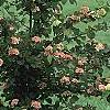 Viburnum plicatum forma tomentosum 'Kern's Pink', habit