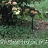 Viburnum plicatum forma tomentosum 'Kern's Pink', habit