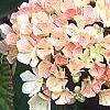 Viburnum plicatum forma tomentosum 'Kern's Pink', flowers
