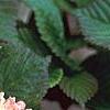 Viburnum plicatum forma tomentosum 'Kern's Pink', flowers