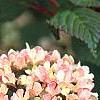 Viburnum plicatum forma tomentosum 'Kern's Pink', flowers