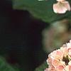 Viburnum plicatum forma tomentosum 'Kern's Pink', flowers