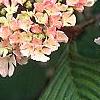 Viburnum plicatum forma tomentosum 'Kern's Pink', flowers