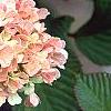 Viburnum plicatum forma tomentosum 'Kern's Pink', flowers