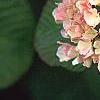 Viburnum plicatum forma tomentosum 'Kern's Pink', flowers