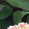 Viburnum plicatum forma tomentosum 'Kern's Pink', flowers