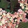 Viburnum plicatum forma tomentosum 'Kern's Pink', flowers